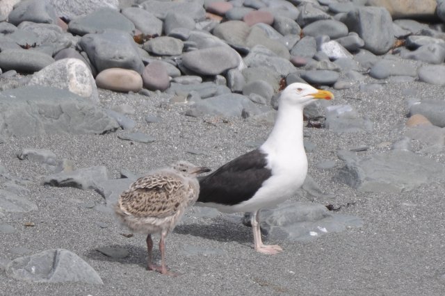 Goéland marin / Great Black-backed Gull